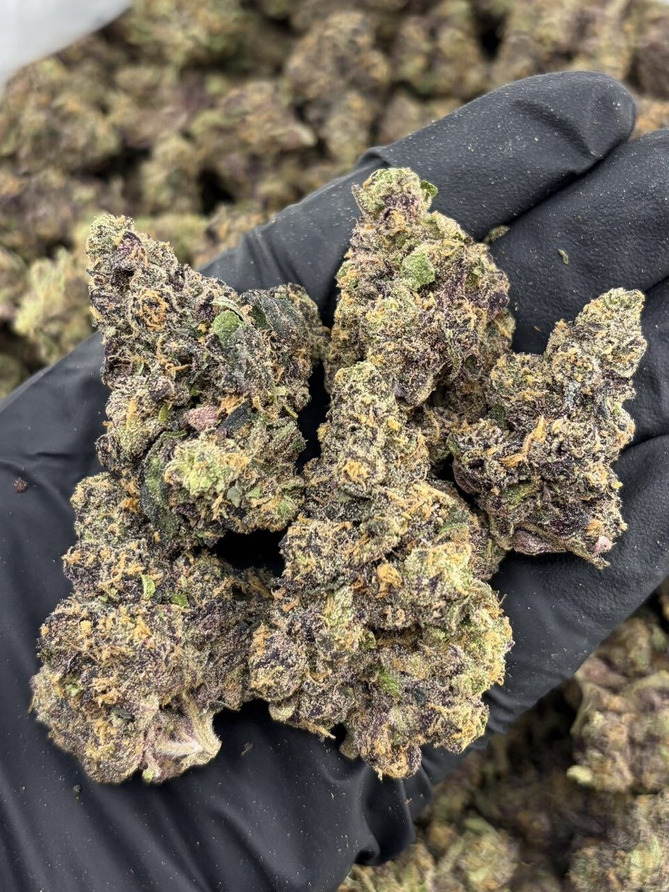 Citrus tsunami - photo 2