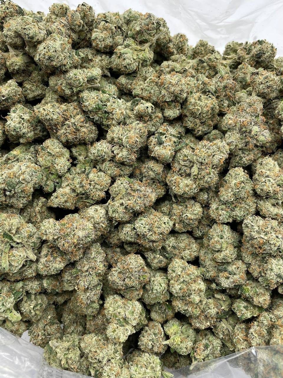 Citrus tsunami - photo 2