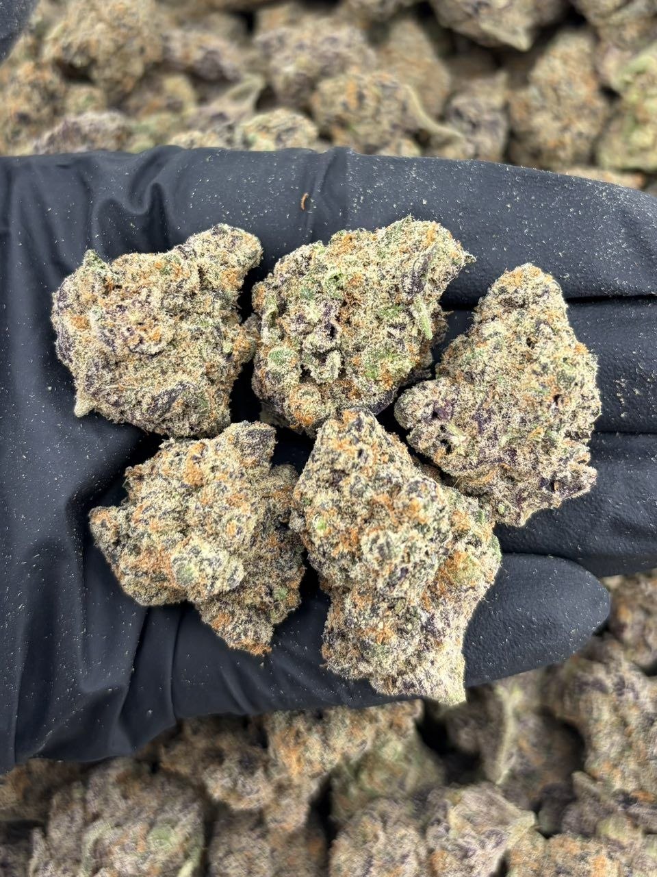 How to Store Cannabis Properly: Keep Your Flower Fresh