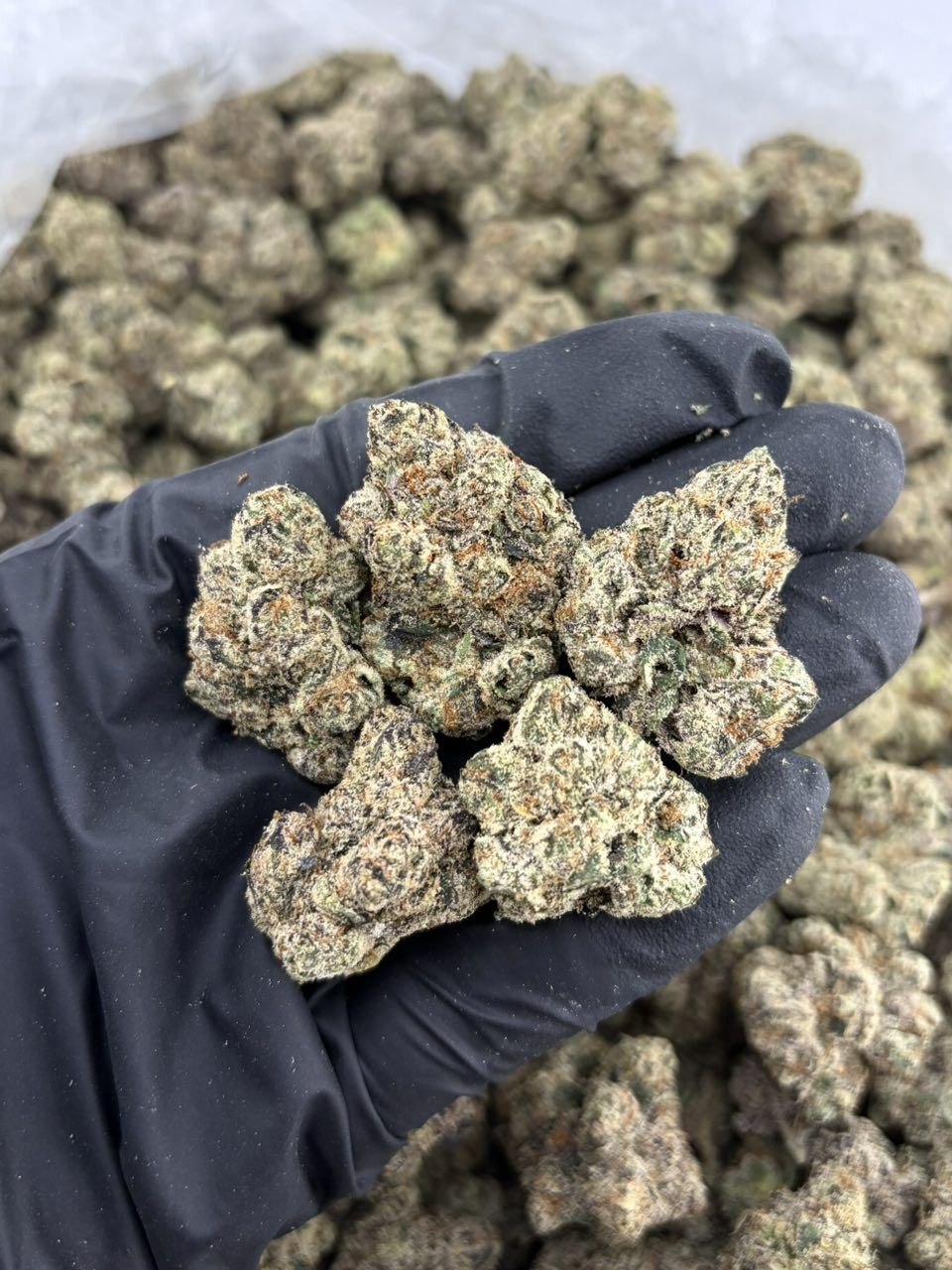 FROZEN THIN MINT SM