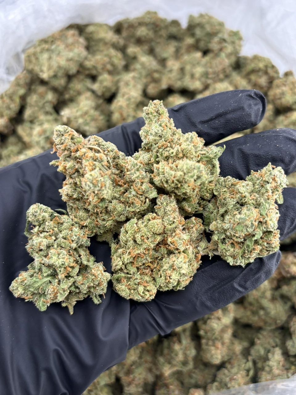 Gumbo 88G - flower from Big LA Exotics