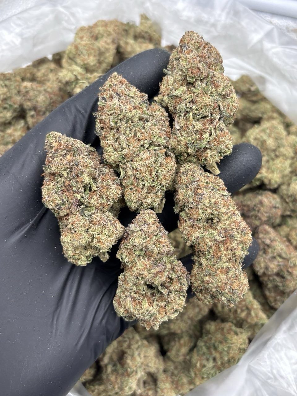 LCG 90H - flower from Big LA Exotics