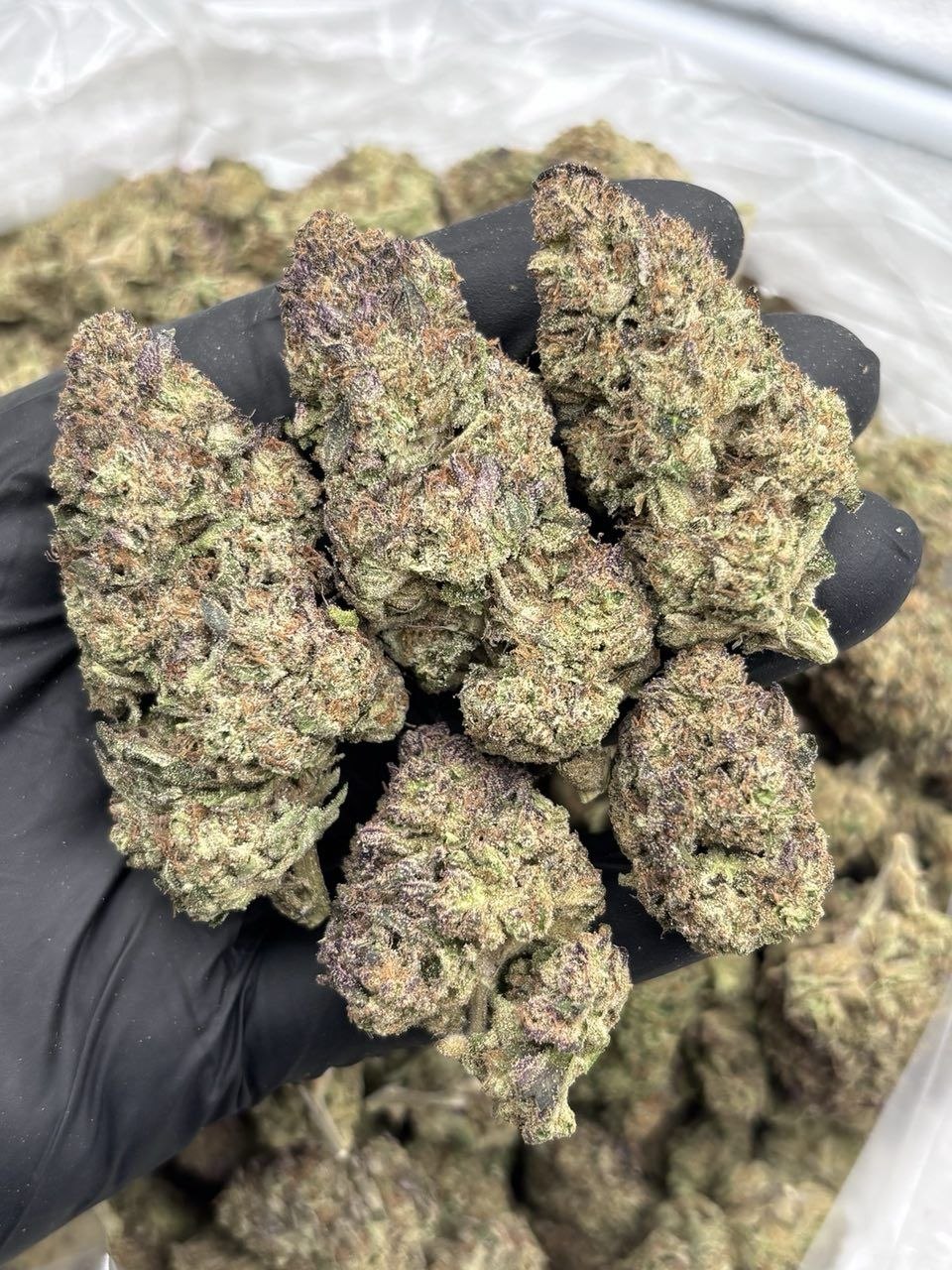 LCG 90H - flower from Big LA Exotics