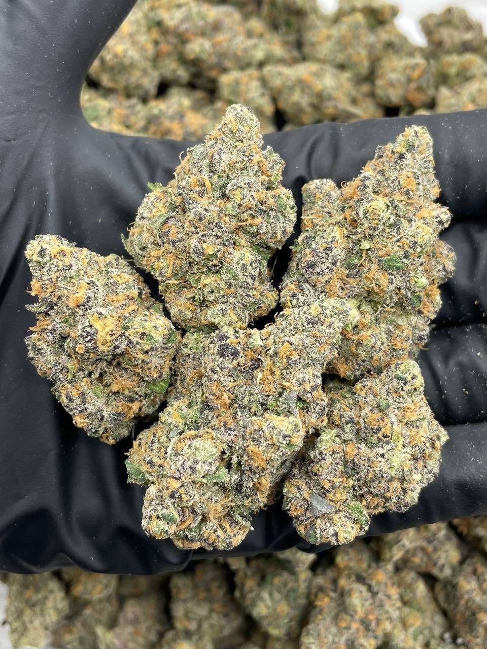 SUNSET SPRINKLES INDOORS ๐๐ญ | Big LA Exotics SUNSET SPRINKLES INDOORS ๐๐ญ - flower from Big LA Exotics