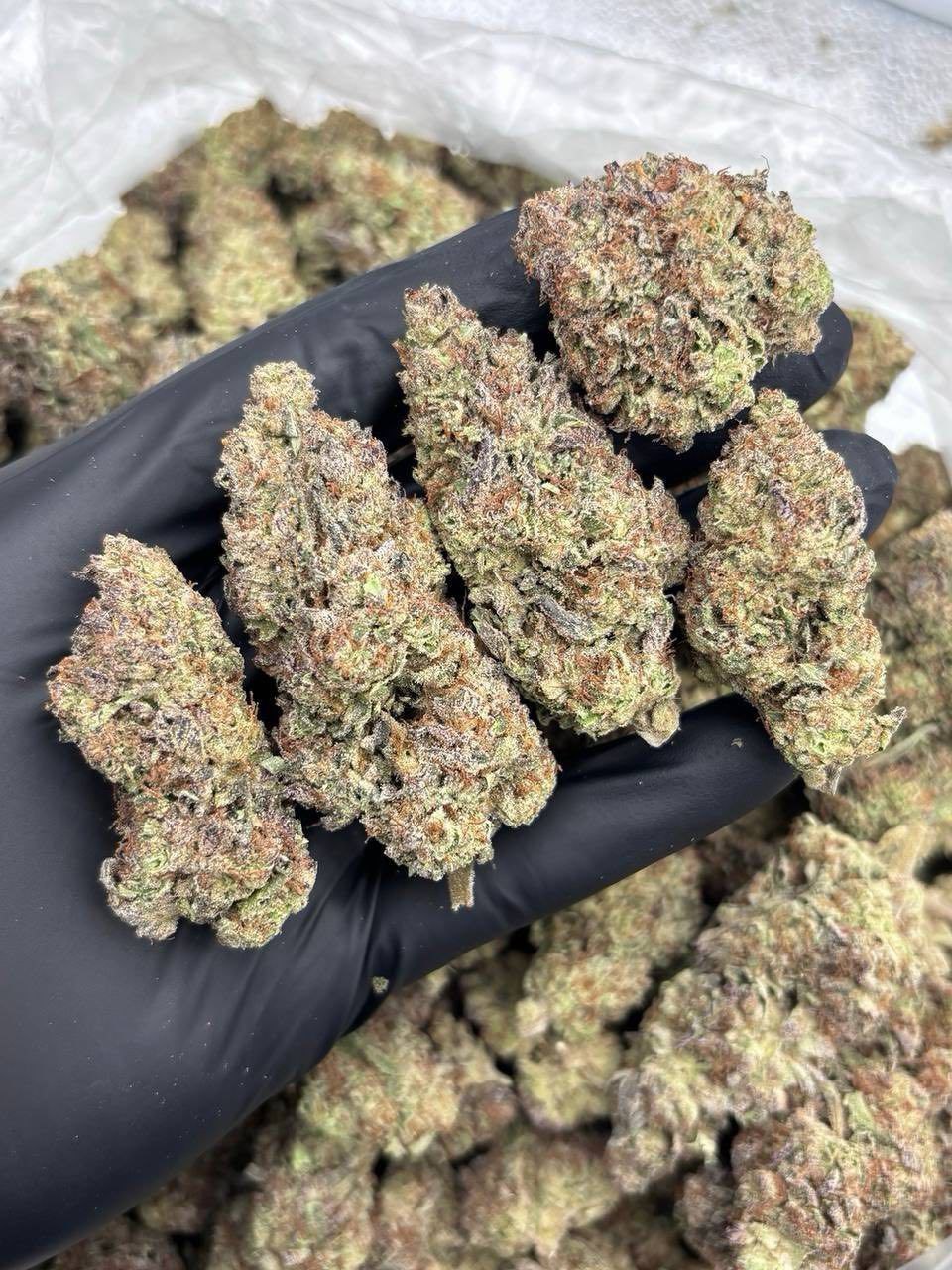 PURPLE CHEMDAWG MIXLIGHTS 😈🐶 - flower from Big LA Exotics