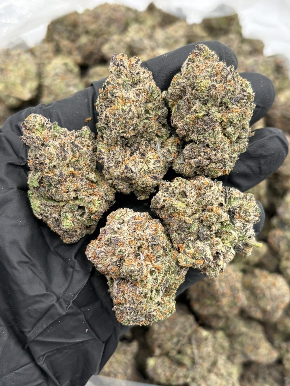 Liquid ice - flower from Big LA Exotics