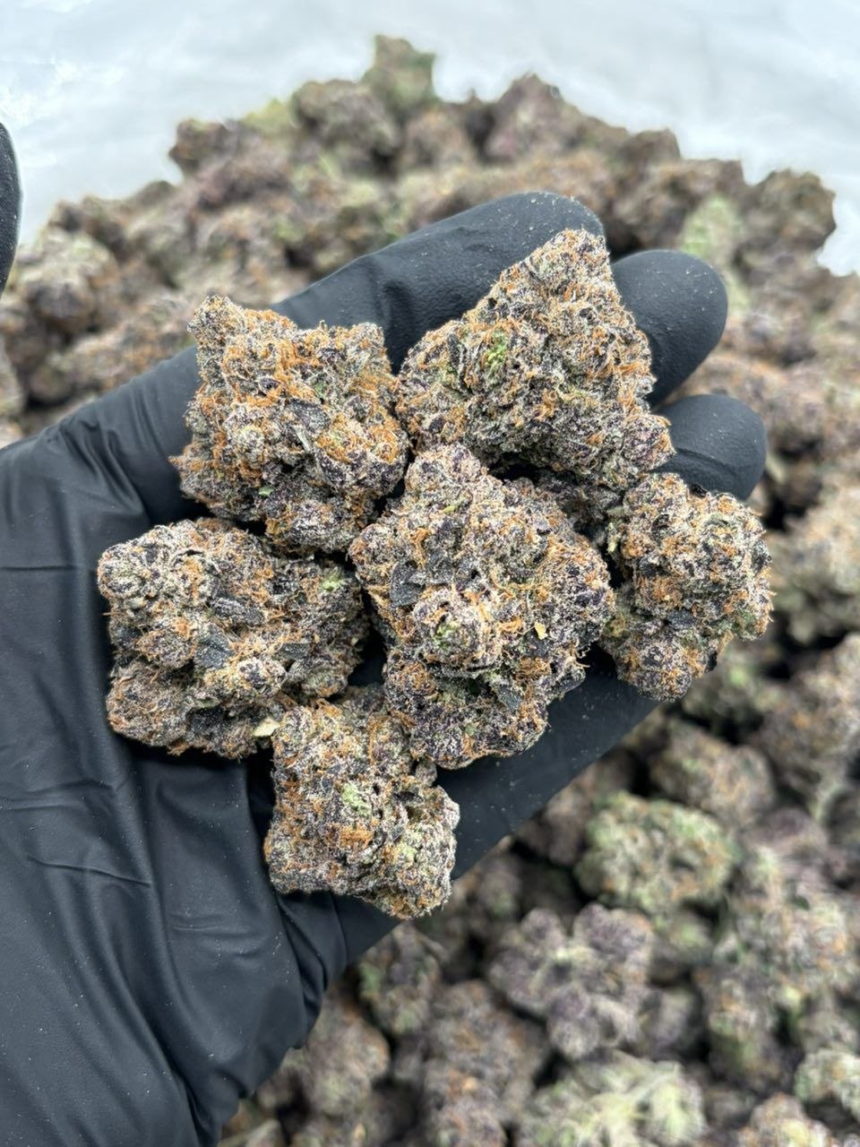 Candy X - flower from Big LA Exotics