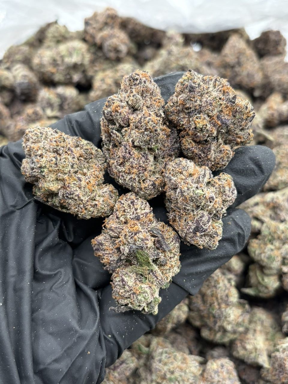 Raspberry runtz C1  - flower from Big LA Exotics