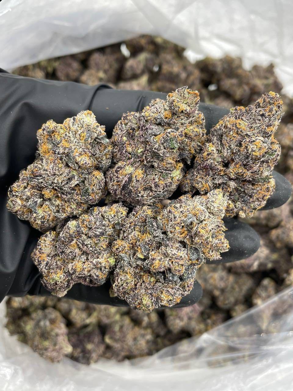 CHERRY PERM MARKER INDOORS 🍒🖊️  - flower from Big LA Exotics