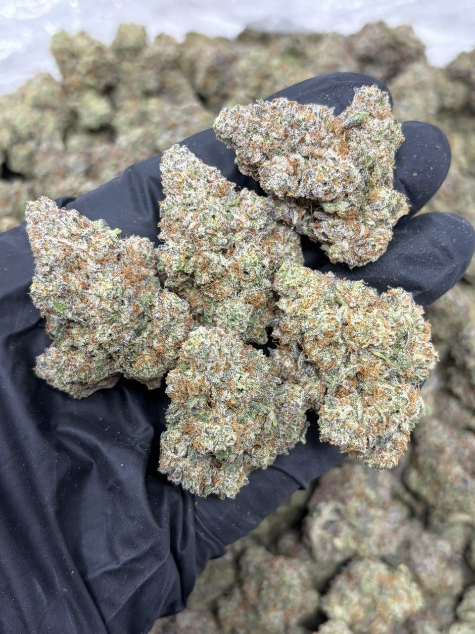 Sugar gelato SG | Big LA Exotics Sugar gelato SG - flower from Big LA Exotics