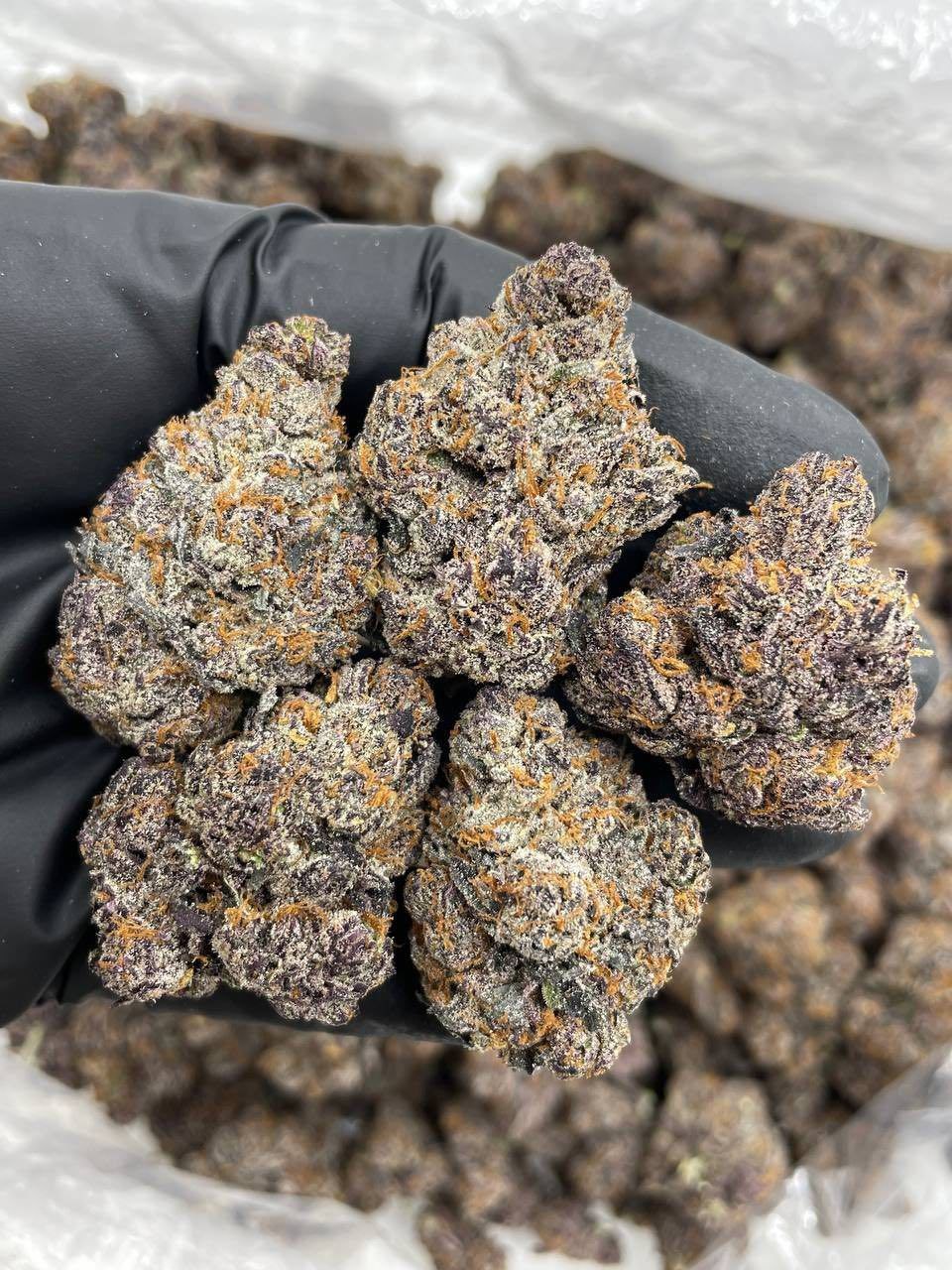 BUBBLEGUM SMARTIES INDOORS 🫧🍬  - flower from Big LA Exotics