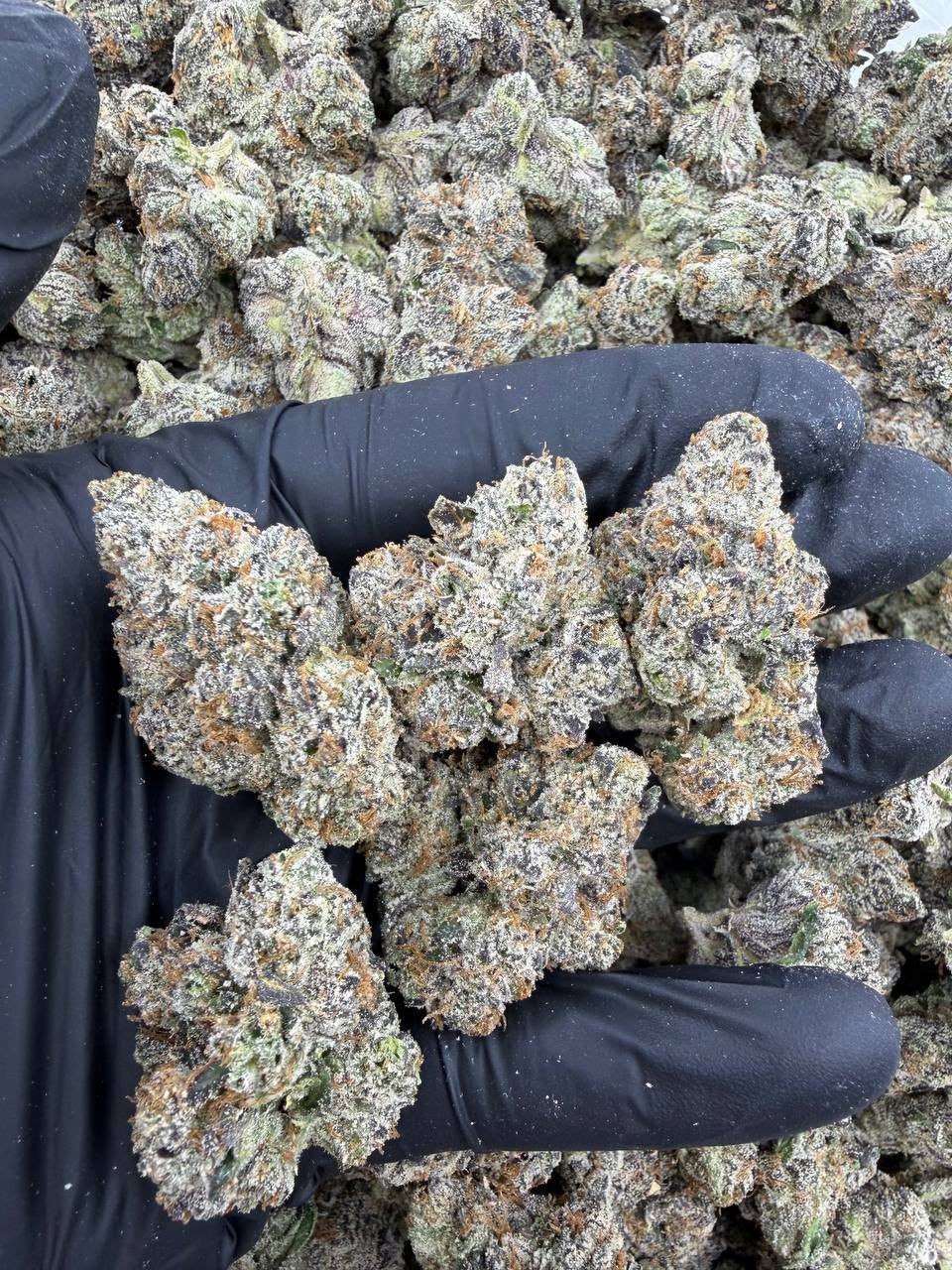 JOLLY RANCHER INDOORS 🍭🍒 - flower from Big LA Exotics