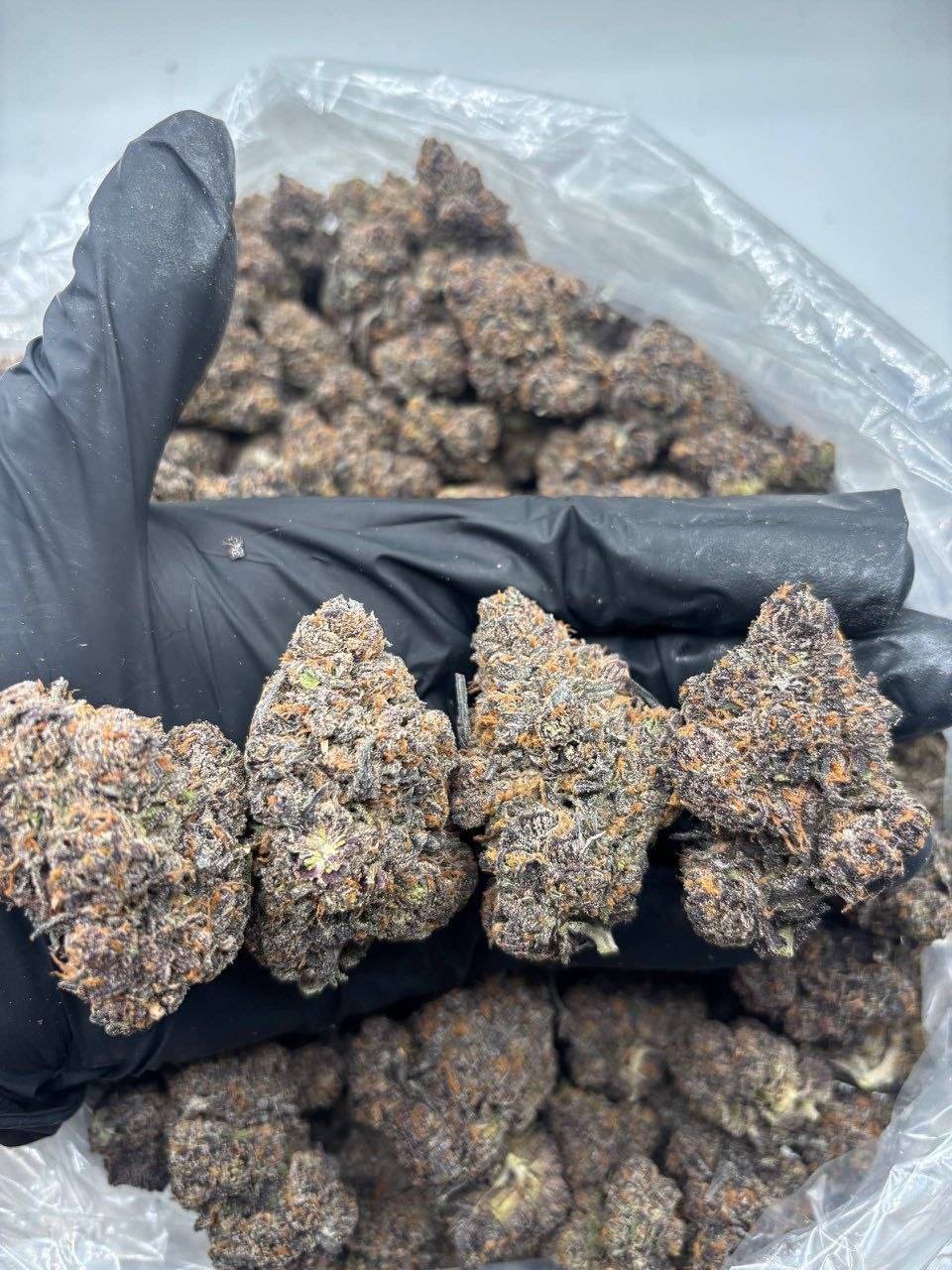 BLUE LOBSTER INDOORS 🫐🦞 - flower from Big LA Exotics