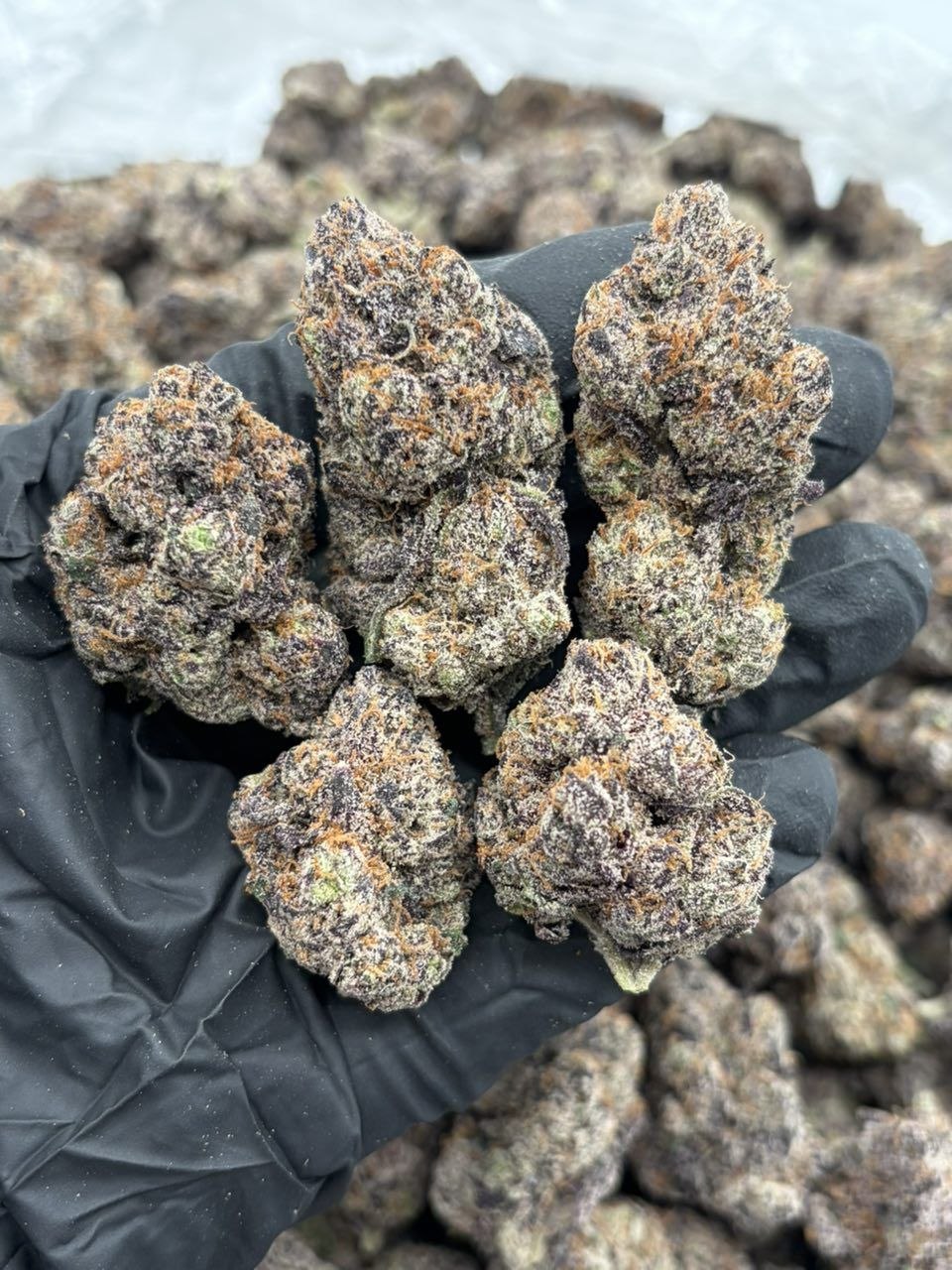 LCG - flower from Big LA Exotics