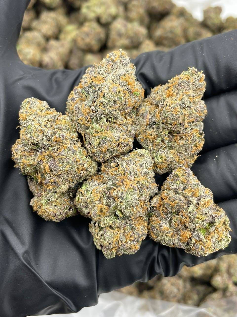 SUNSET PERM MARKER INDOORS ✒️🌅 - flower from Big LA Exotics