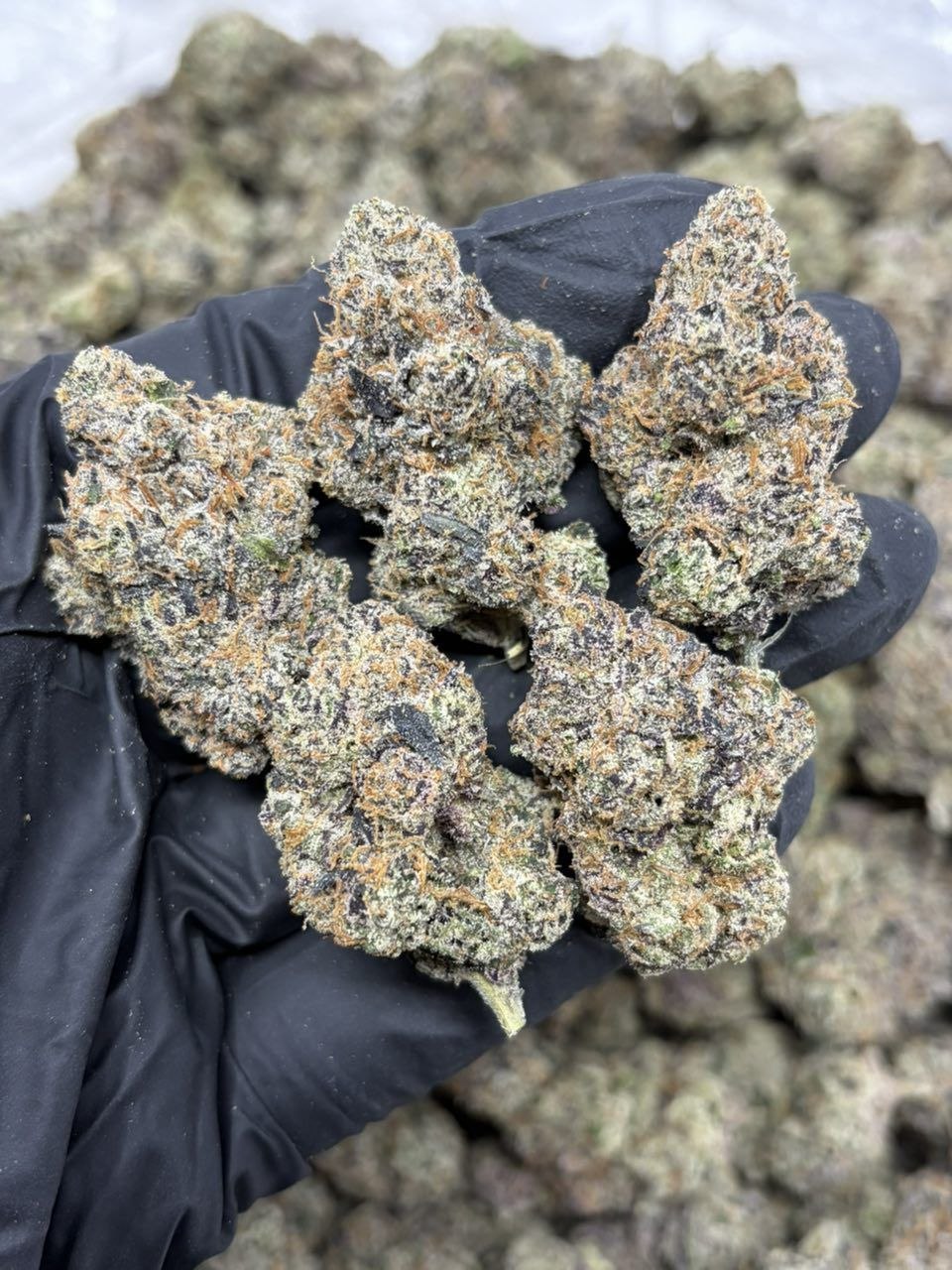 P. Nerdz | Big LA Exotics P. Nerdz - flower from Big LA Exotics