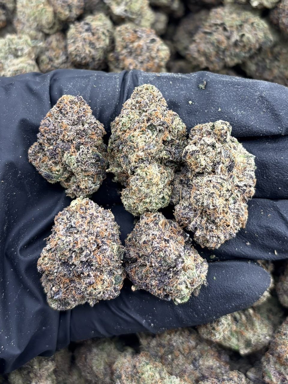 BLUE AIRHEADZ RUNTZ INDOORS 🫐🤯 - flower from Big LA Exotics