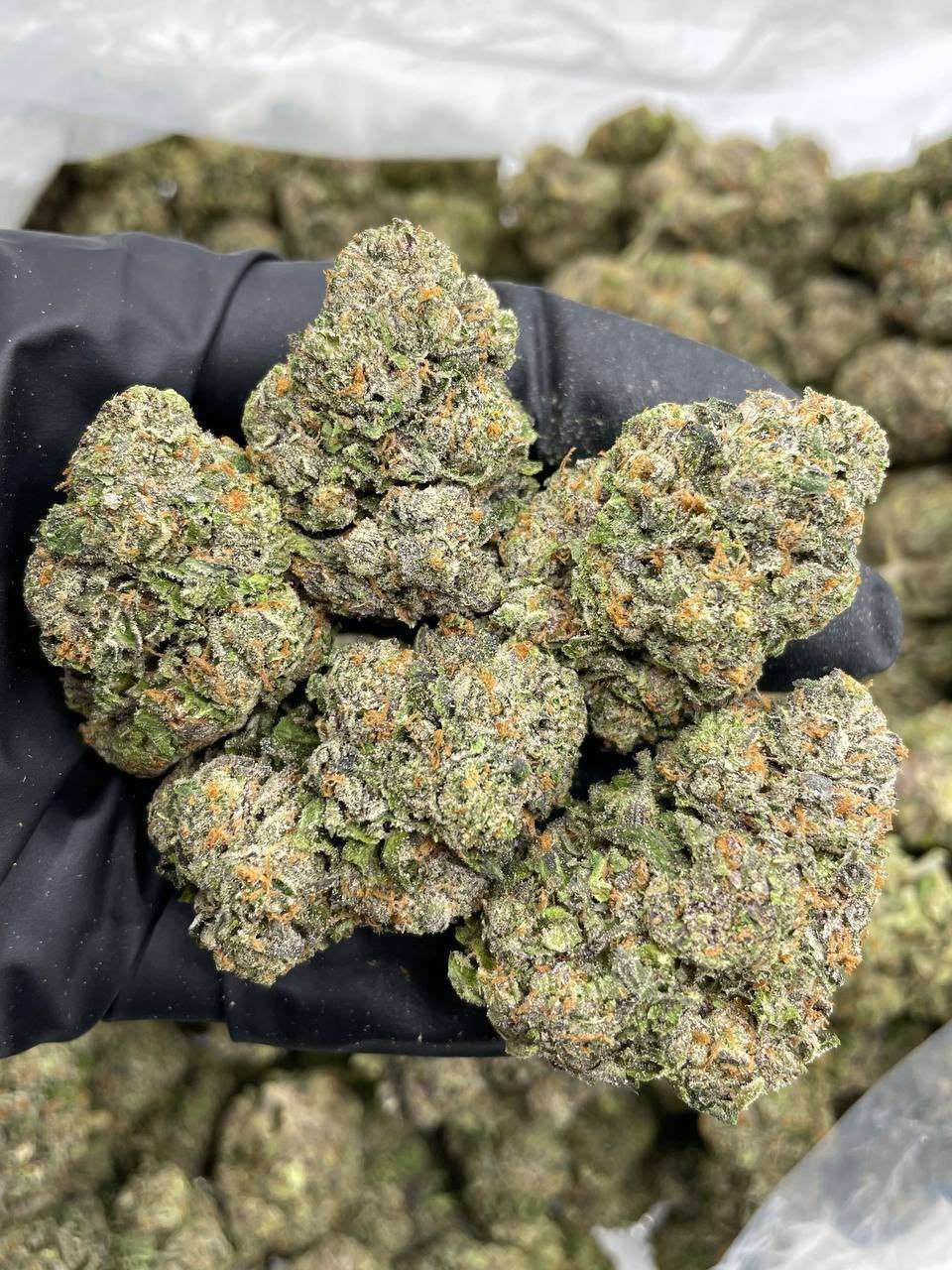 PAZOOKIE INDOORS 🍪🥛  - flower from Big LA Exotics