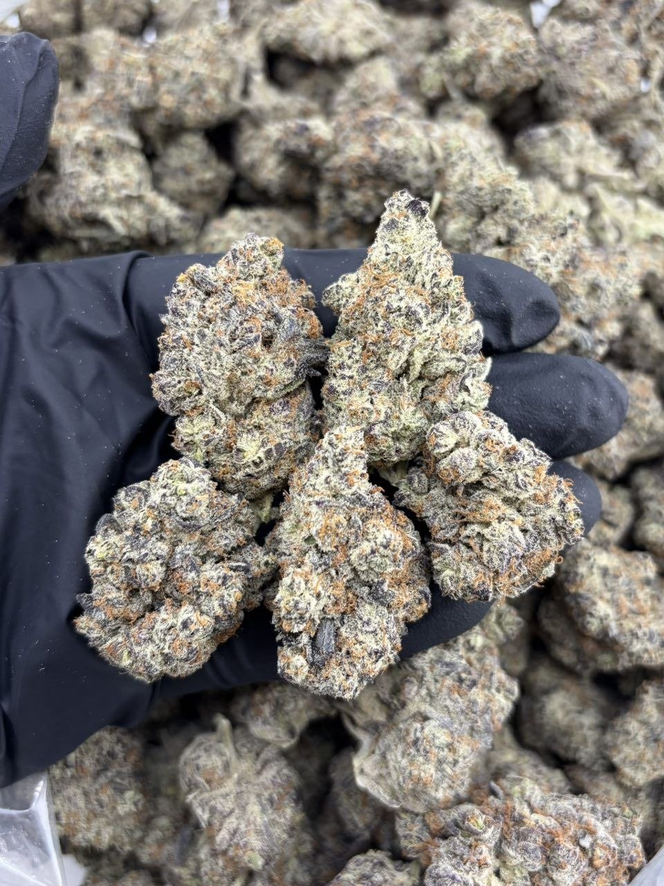 OREO SOUFFLÉ INDOORS 🍪 - flower from Big LA Exotics