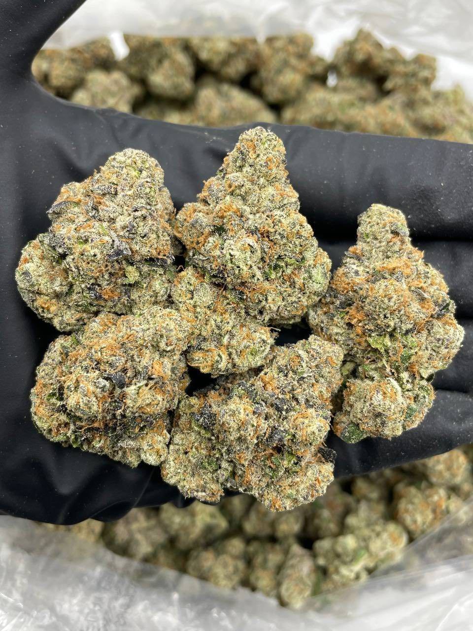 RAINBOW GEORGIA PIE INDOORS 🌈🥧 📦$800 P - flower from Big LA Exotics